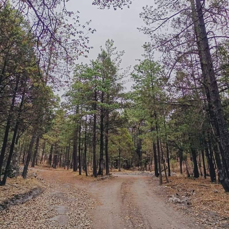 TERRENO CAMPESTRE RANCHO EL OSO