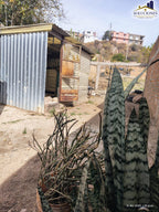 Colonia Felipe Ángeles