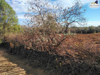 Rancho en Cardenchos, municipio de Nombre de Dios, Durango