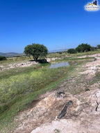 Rancho en Poblado Labor de Guadalupe